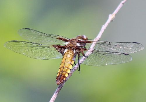 Réf. 198 326 : Libellula depressa